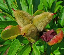   Fruits:   Paeonia officinalis ; Photo by H. Zell, wikimedia commons
